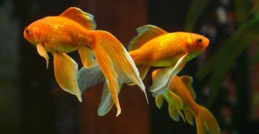 How Smart Are Goldfish