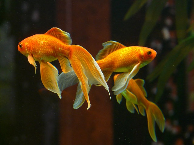 How Smart Are Goldfish