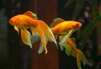 do goldfish need a filter in their tank