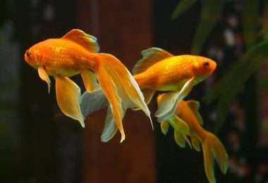 do goldfish need a filter in their tank