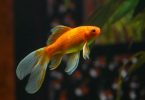Why Goldfish Die So Fast