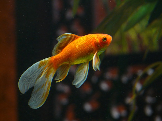 Why Goldfish Die So Fast