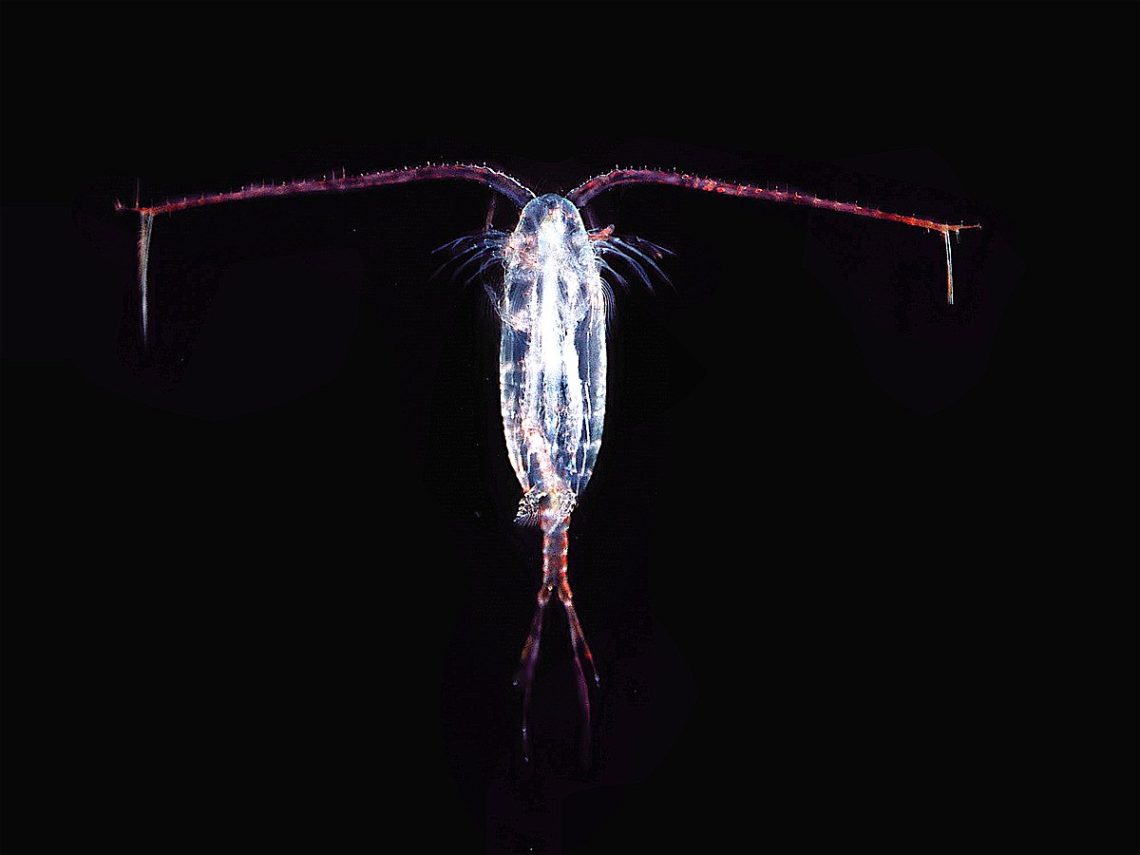 Are Copepods Good for Freshwater Aquariums?