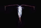 Are Copepods Good for Freshwater Aquariums
