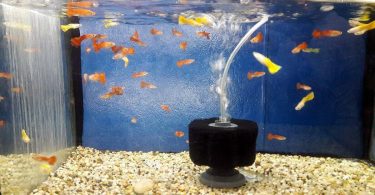 What Are The Components of an Aquarium