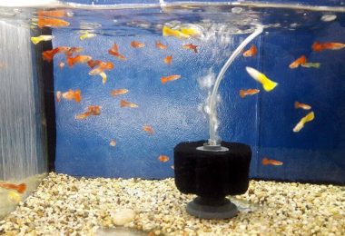 What Are The Components of an Aquarium