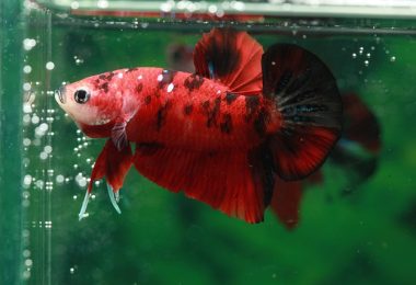 Aquarium Fish That Don't Require an Air Pump
