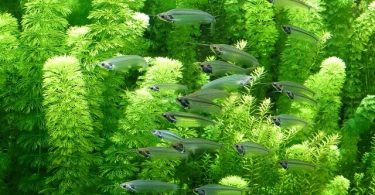 Is Green Algae Good for My Aquarium?