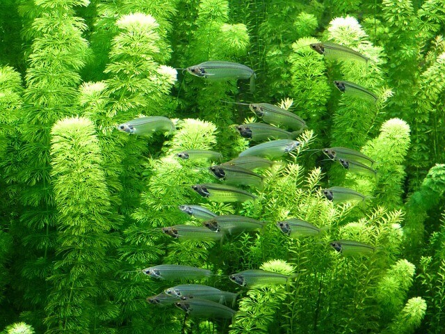 Is Green Algae Good for My Aquarium?