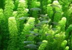 How to Grow Healthy Green Algae in Your Aquarium