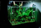 What is the Best Tank Size for a Starter Aquarium
