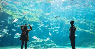 What Do Aquariums Do with Dead Animals