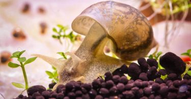 Do Aquarium Snails Carry Schistosomiasis?