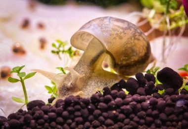 Do Aquarium Snails Carry Schistosomiasis?