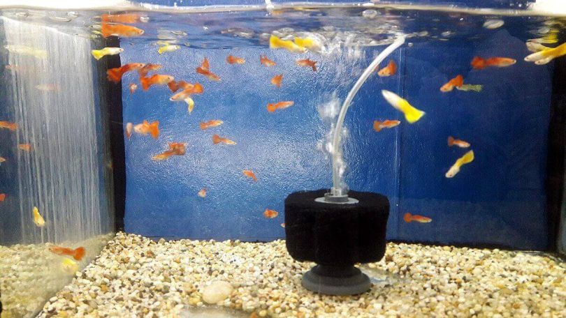 Can an Aquarium Filter Harm Your Betta Fish?
