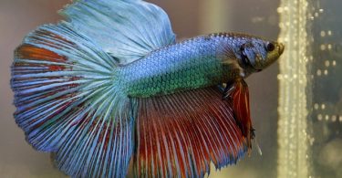 How to Tell If Your Betta Fish Is Dead