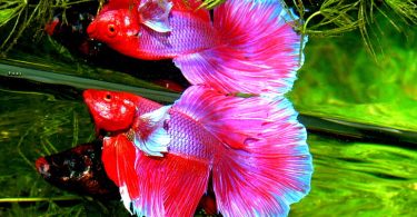 Can Two Female Betta Fish Live Together