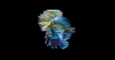 Do Betta Fish Change Color