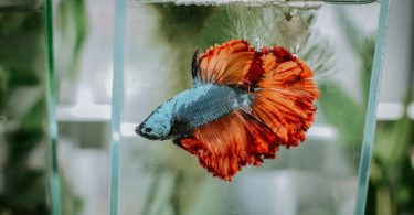 How Long Should You Wait to Put Betta Fish in a New Tank: Expert Advice