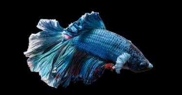 How Long Are Betta Fish Pregnant