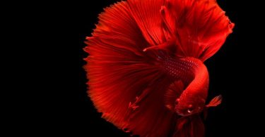 How Long Can a Betta Fish Live out of Water