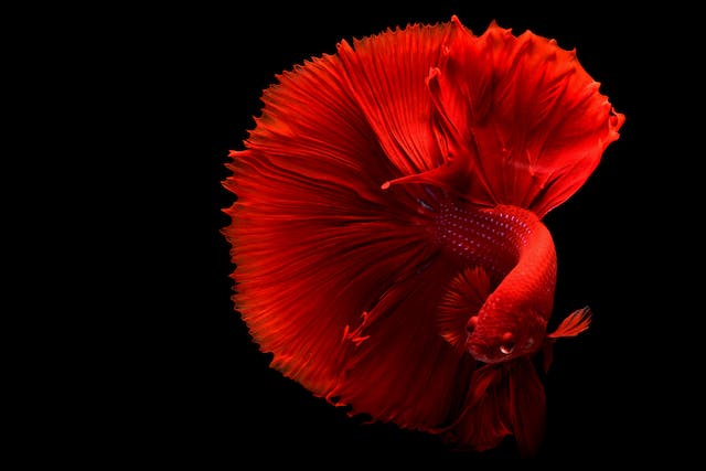 How Long Can a Betta Fish Go Without Food
