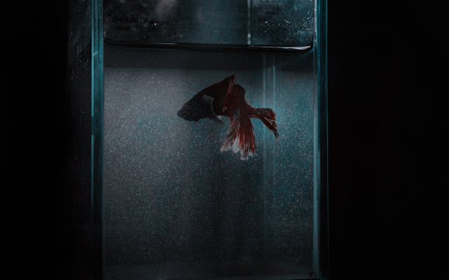 How Well Can Betta Fish See in the Dark