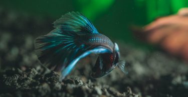 Are Betta Fish Freshwater or Saltwater Fish