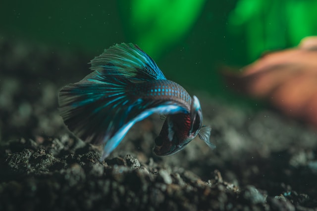 Are Betta Fish Freshwater or Saltwater Fish