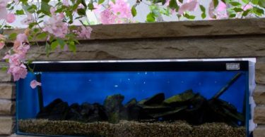 How Long to Wait Before Adding Betta Fish to Tank After Using Conditioner