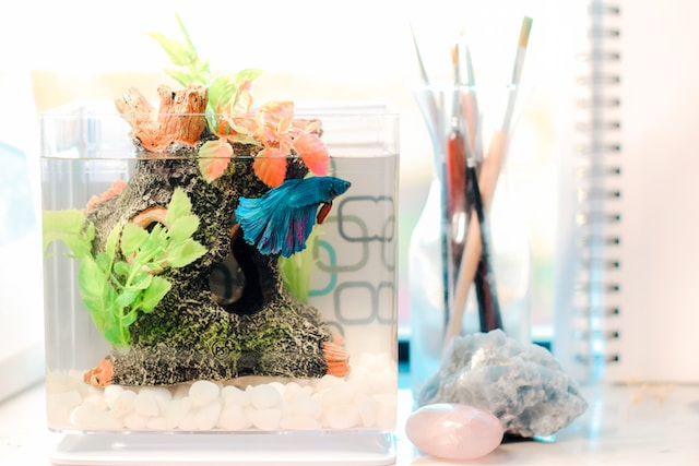 setting up a fish tank in your office space
