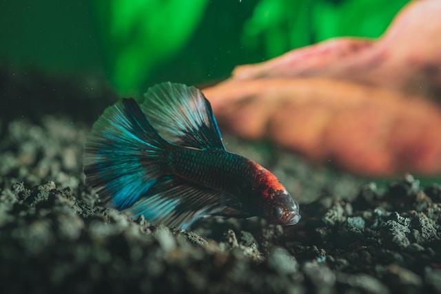 How to Save Betta Fish from Dying