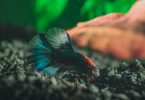 How to Tell If Your Betta Fish Is Unhappy