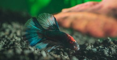 How to Tell If Your Betta Fish Is Unhappy