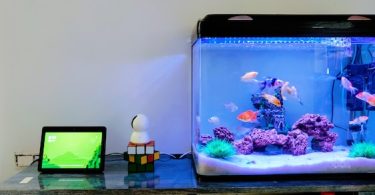 Setting Up a Fish Tank for Beginners
