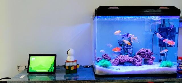 Setting Up a Fish Tank for Beginners